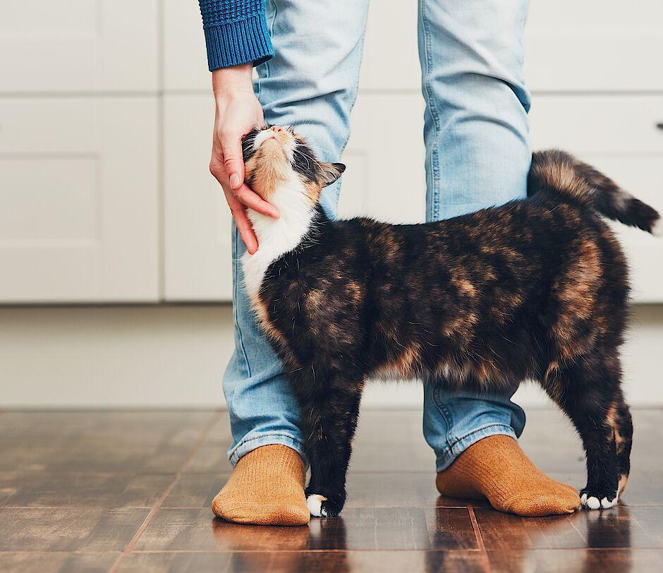 Tierfreund Katze wird gestreichelt