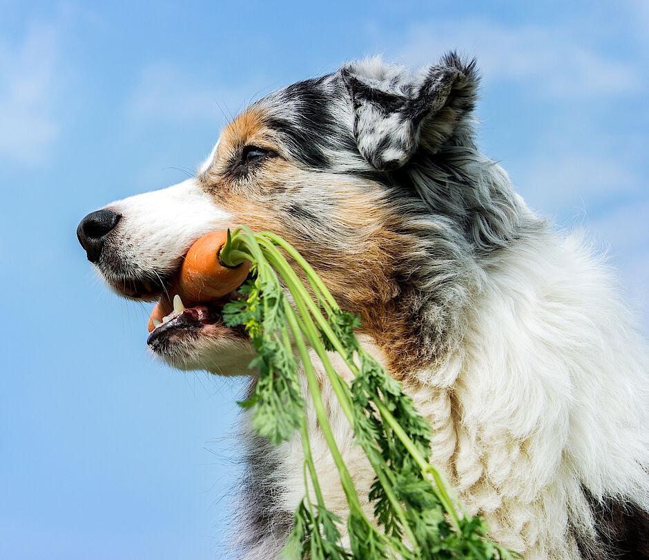 Natur Hund mit Karotte